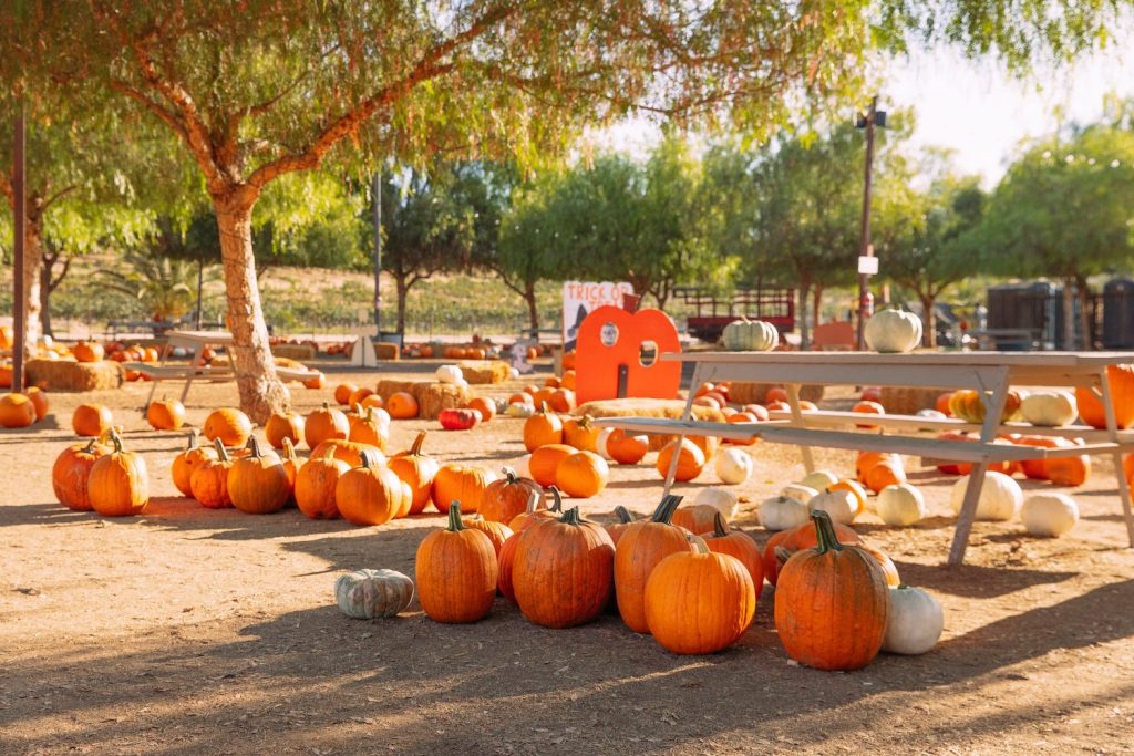 San Diego pumpking patch at Peltzer Pumpkin Farm in Temecula